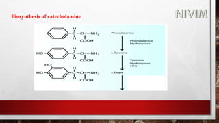 Biosynthesis of catecholamine
 