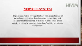 NERVOUS SYSTEM
The nervous system provides the body with a rapid means of
internal communication that allows us to move about, talk,
and coordinate the activity of billions of cells. Thus, neural
activity is critically important in the body’s ability to maintain
homeostasis.
 