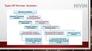 Types Of Nervous Systems:-
 