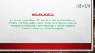 SOMATIC SYSTEM:
the somatic system; there is NO ganglia here but the fibers that come
from the CNS to the skeletal muscles forming neuromuscular junctions
that release acetylcholine as neurotransmitter & stimulate receptors
which are referred to as Nicotinic receptors.
 