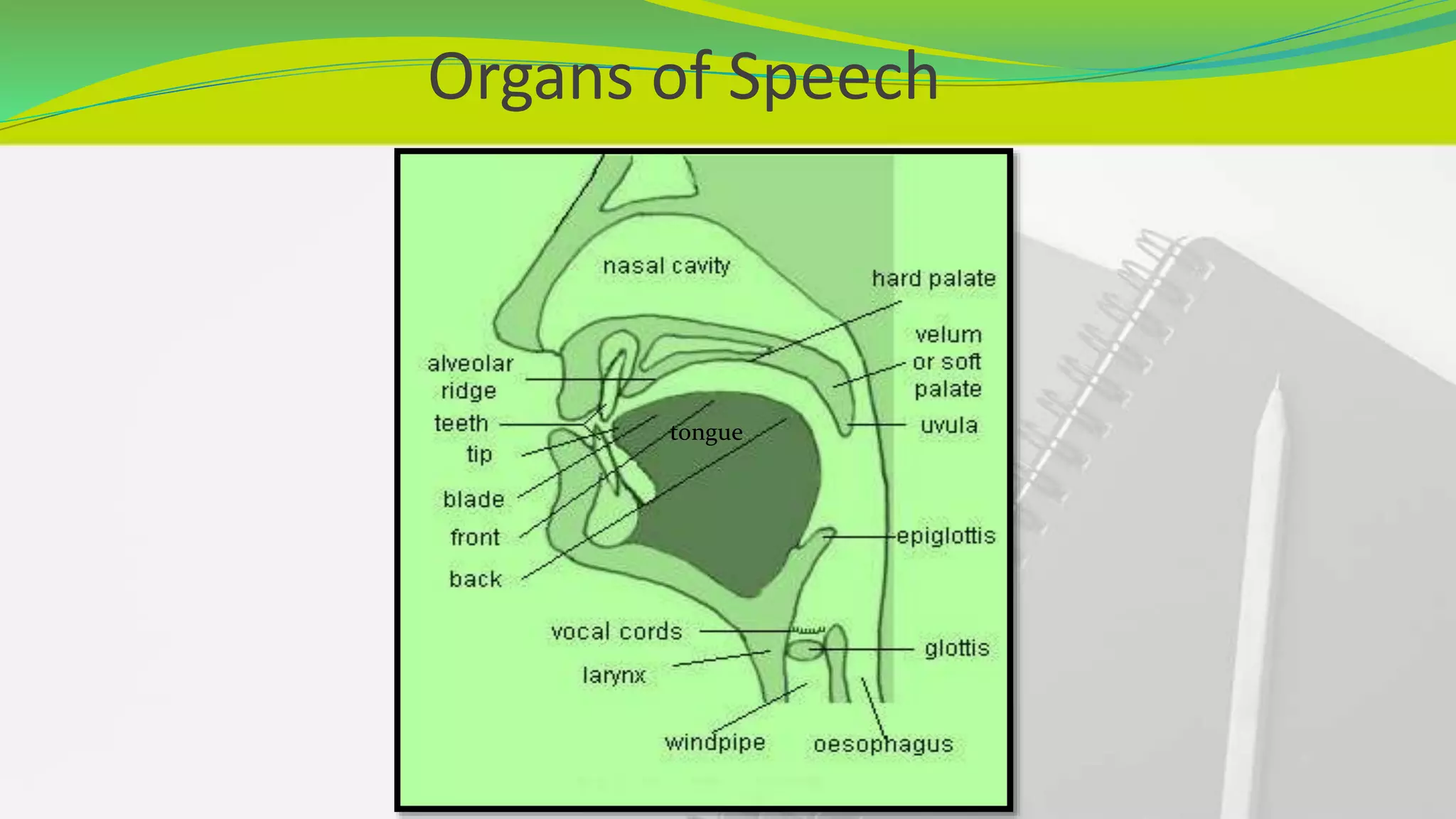 Organs of Speech
tongue
 