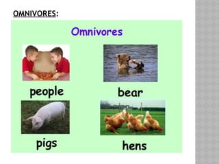 OMNIVORES:
 