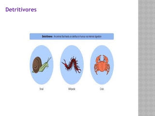 Detritivores
 