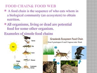 FOOD CHAIN& FOOD WEB
 A food chain is the sequence of who eats whom in
a biological community (an ecosystem) to obtain
nutrition.
 All organisms, living or dead are potential
food for some other organism.
Examples of simple food chains
 