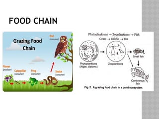 FOOD CHAIN
 