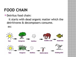 FOOD CHAIN
 Detritus food chain:
it starts with dead organic matter which the
detritivores & decomposers consume.
ex:
 