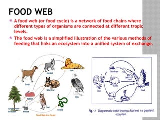 FOOD WEB
 A food web (or food cycle) is a network of food chains where
different types of organisms are connected at different tropic
levels.
 The food web is a simplified illustration of the various methods of
feeding that links an ecosystem into a unified system of exchange.
 