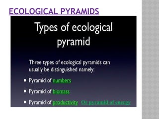 ECOLOGICAL PYRAMIDS
Or pyramid of energy
 