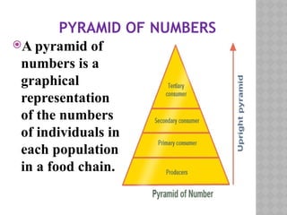 PYRAMID OF NUMBERS
A pyramid of
numbers is a
graphical
representation
of the numbers
of individuals in
each population
in a food chain.
 