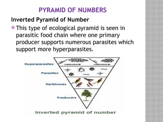 PYRAMID OF NUMBERS
Inverted Pyramid of Number
 This type of ecological pyramid is seen in
parasitic food chain where one primary
producer supports numerous parasites which
support more hyperparasites.
 