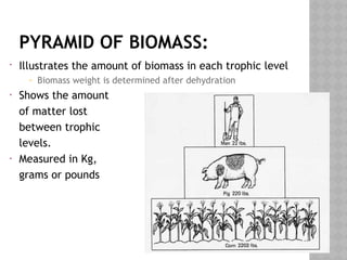 PYRAMID OF BIOMASS:
• Illustrates the amount of biomass in each trophic level
– Biomass weight is determined after dehydration
• Shows the amount
of matter lost
between trophic
levels.
• Measured in Kg,
grams or pounds
 