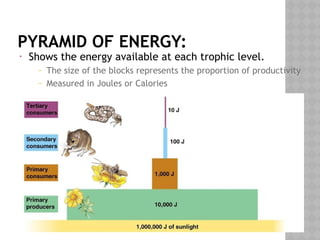 PYRAMID OF ENERGY:
• Shows the energy available at each trophic level.
– The size of the blocks represents the proportion of productivity
– Measured in Joules or Calories
 