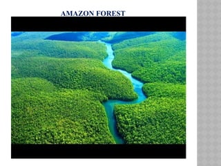 AMAZON FOREST
 