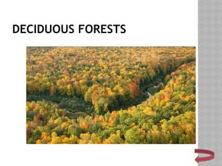DECIDUOUS FORESTS
 