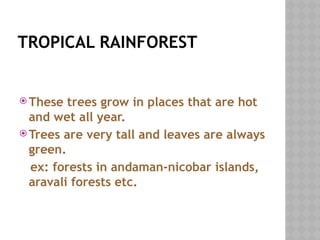 TROPICAL RAINFOREST
 These trees grow in places that are hot
and wet all year.
 Trees are very tall and leaves are always
green.
ex: forests in andaman-nicobar islands,
aravali forests etc.
 