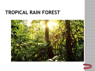 TROPICAL RAIN FOREST
 