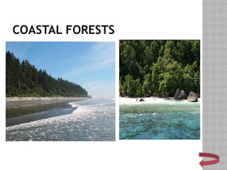 COASTAL FORESTS
 