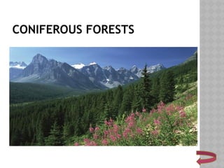 CONIFEROUS FORESTS
 