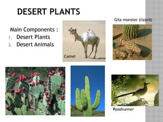 DESERT PLANTS
Main Components :
1. Desert Plants
2. Desert Animals
Roadrunner
Gila monster (lizard)
Camel
 