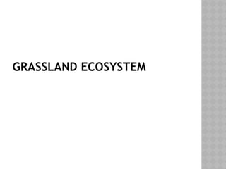 GRASSLAND ECOSYSTEM
 