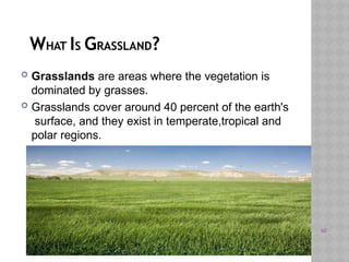WHAT IS GRASSLAND?
 Grasslands are areas where the vegetation is
dominated by grasses.
 Grasslands cover around 40 percent of the earth's
surface, and they exist in temperate,tropical and
polar regions.
60
 