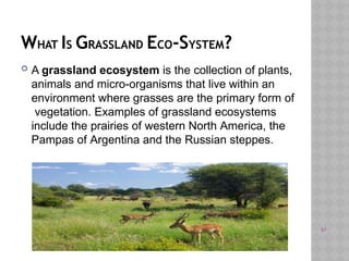 WHAT IS GRASSLAND ECO-SYSTEM?
 A grassland ecosystem is the collection of plants,
animals and micro-organisms that live within an
environment where grasses are the primary form of
vegetation. Examples of grassland ecosystems
include the prairies of western North America, the
Pampas of Argentina and the Russian steppes.
61
 
