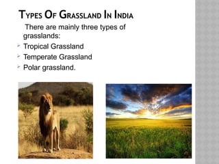 TYPES OF GRASSLAND IN INDIA
There are mainly three types of
grasslands:
 Tropical Grassland
 Temperate Grassland
 Polar grassland.
.
 