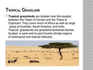 TROPICAL GRASSLAND
 Tropical grasslands are located near the equator,
between the Tropic of Cancer and the Tropic of
Capricorn. They cover much of Africa as well as large
areas of Australia, South America, and India.
Tropical grasslands are grassland terrestrial biomes
located in semi-arid to semi-humid climate regions
of subtropical and tropical latitudes.
.
 