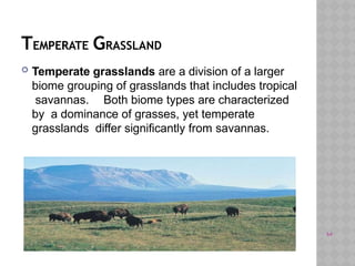 TEMPERATE GRASSLAND
 Temperate grasslands are a division of a larger
biome grouping of grasslands that includes tropical
savannas. Both biome types are characterized
by a dominance of grasses, yet temperate
grasslands differ significantly from savannas.
64
 