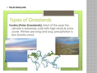  POLAR GRASSLAND
 