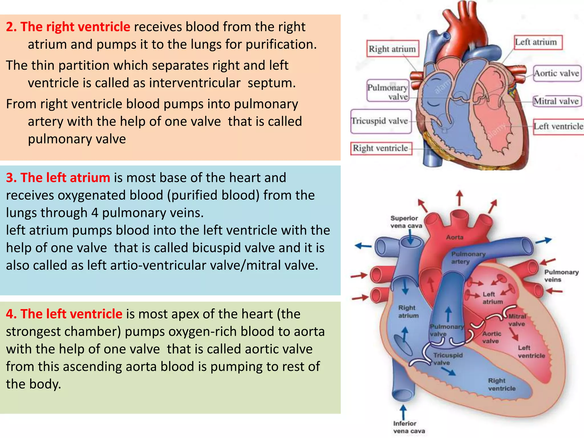 Atrium In Body CVS/Anatomy of heart/ B.pharmacy 2 semester | PPTX