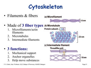 Cell and Transport Processes Across Cell Membrane | PDF