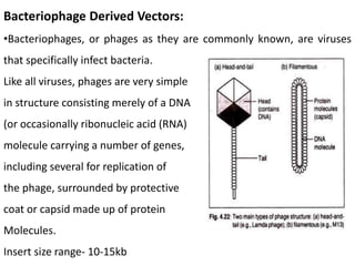 Bacteriophage Derived Vectors:
•Bacteriophages, or phages as they are commonly known, are viruses
that specifically infect bacteria.
Like all viruses, phages are very simple
in structure consisting merely of a DNA
(or occasionally ribonucleic acid (RNA)
molecule carrying a number of genes,
including several for replication of
the phage, surrounded by protective
coat or capsid made up of protein
Molecules.
Insert size range- 10-15kb
 