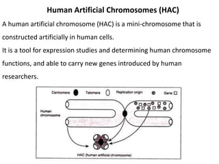 Human Artificial Chromosomes (HAC)
A human artificial chromosome (HAC) is a mini-chromosome that is
constructed artificially in human cells.
It is a tool for expression studies and determining human chromosome
functions, and able to carry new genes introduced by human
researchers.
 