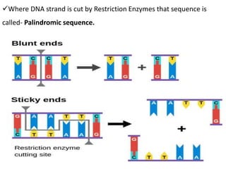 Where DNA strand is cut by Restriction Enzymes that sequence is
called- Palindromic sequence.
 
