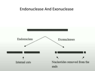 Endonuclease And Exonuclease
 