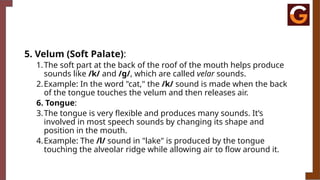 5. Velum (Soft Palate):
1.The soft part at the back of the roof of the mouth helps produce
sounds like /k/ and /g/, which are called velar sounds.
2.Example: In the word "cat," the /k/ sound is made when the back
of the tongue touches the velum and then releases air.
6. Tongue:
3.The tongue is very flexible and produces many sounds. It’s
involved in most speech sounds by changing its shape and
position in the mouth.
4.Example: The /l/ sound in "lake" is produced by the tongue
touching the alveolar ridge while allowing air to flow around it.
 