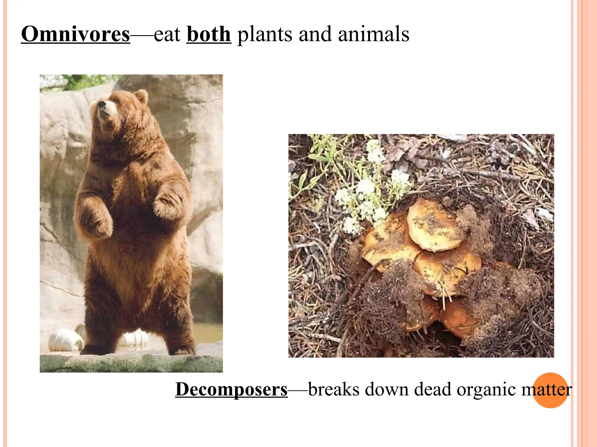 Omnivores—eat both plants and animals
Decomposers—breaks down dead organic matter
 