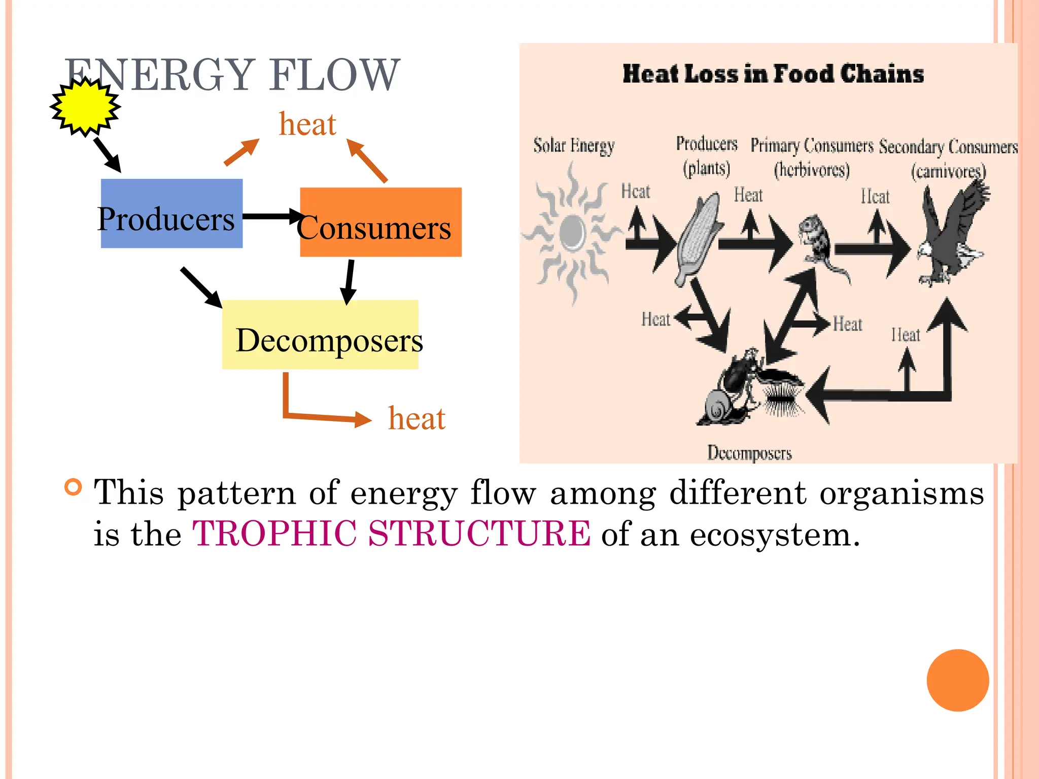 ENERGY FLOW
 This pattern of energy flow among different organisms
is the TROPHIC STRUCTURE of an ecosystem.
heat
Producers Consumers
Decomposers
heat
 