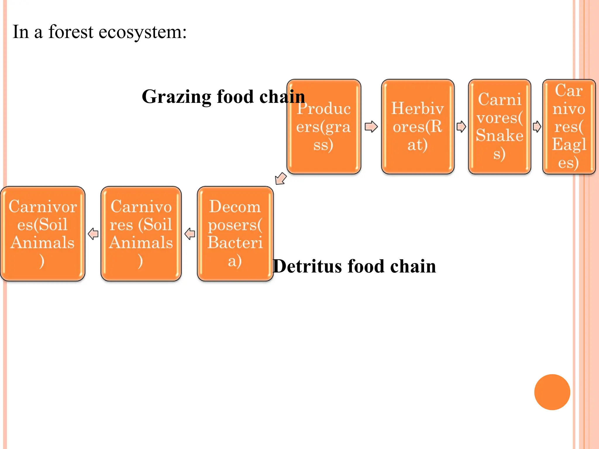 In a forest ecosystem:
Grazing food chain
Detritus food chain
 