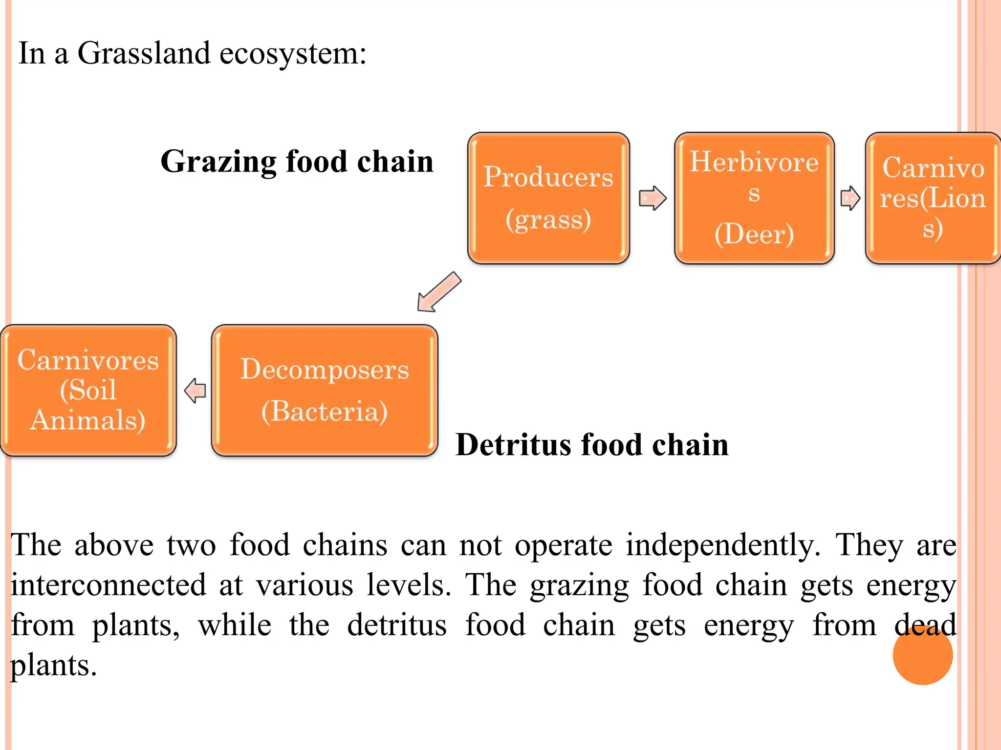 In a Grassland ecosystem:
Grazing food chain
Detritus food chain
The above two food chains can not operate independently. They are
interconnected at various levels. The grazing food chain gets energy
from plants, while the detritus food chain gets energy from dead
plants.
 