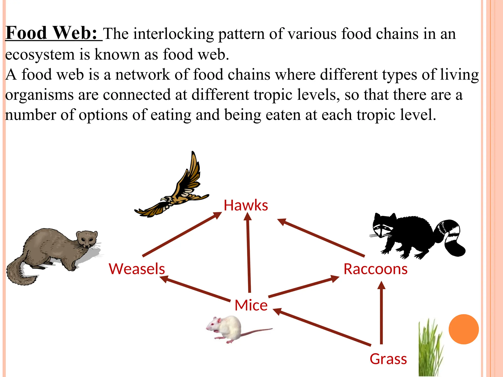 Food Web: The interlocking pattern of various food chains in an
ecosystem is known as food web.
A food web is a network of food chains where different types of living
organisms are connected at different tropic levels, so that there are a
number of options of eating and being eaten at each tropic level.
Hawks
Weasels Raccoons
Mice
Grass
 