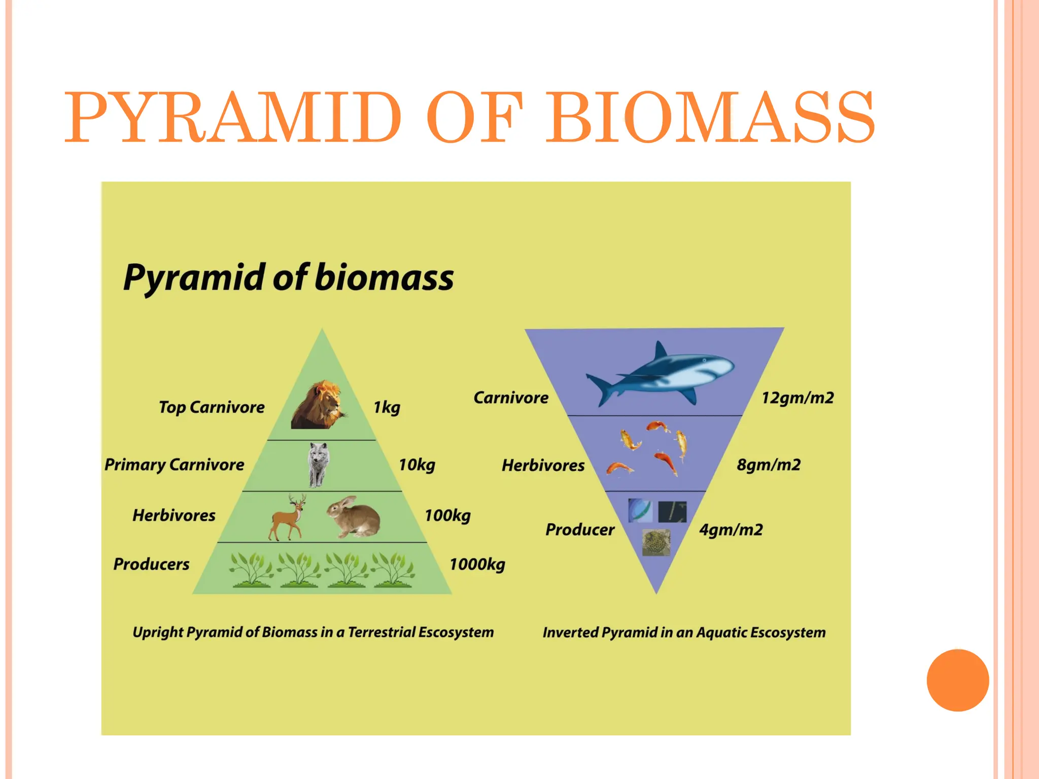PYRAMID OF BIOMASS
 