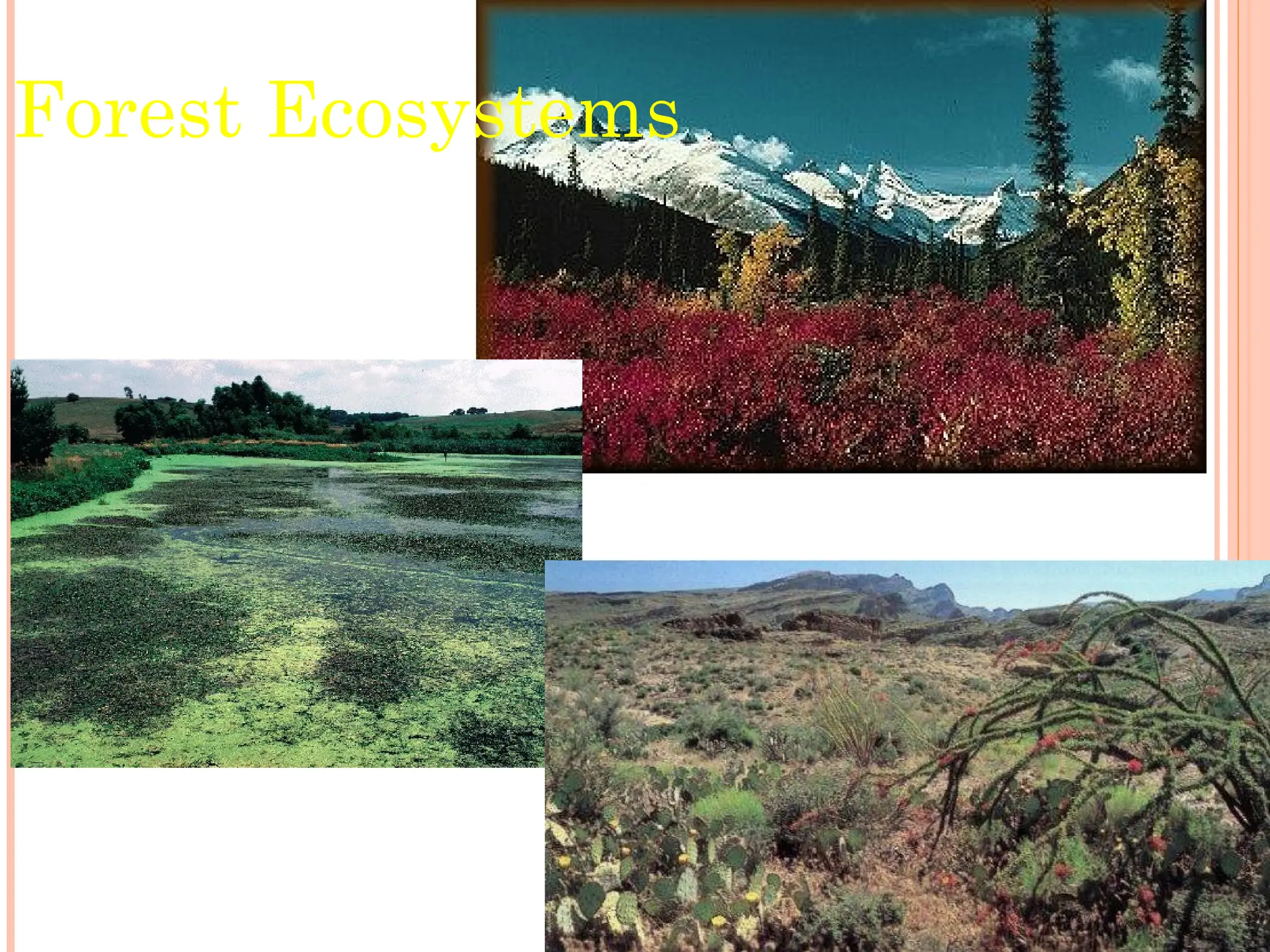 Forest Ecosystems
 