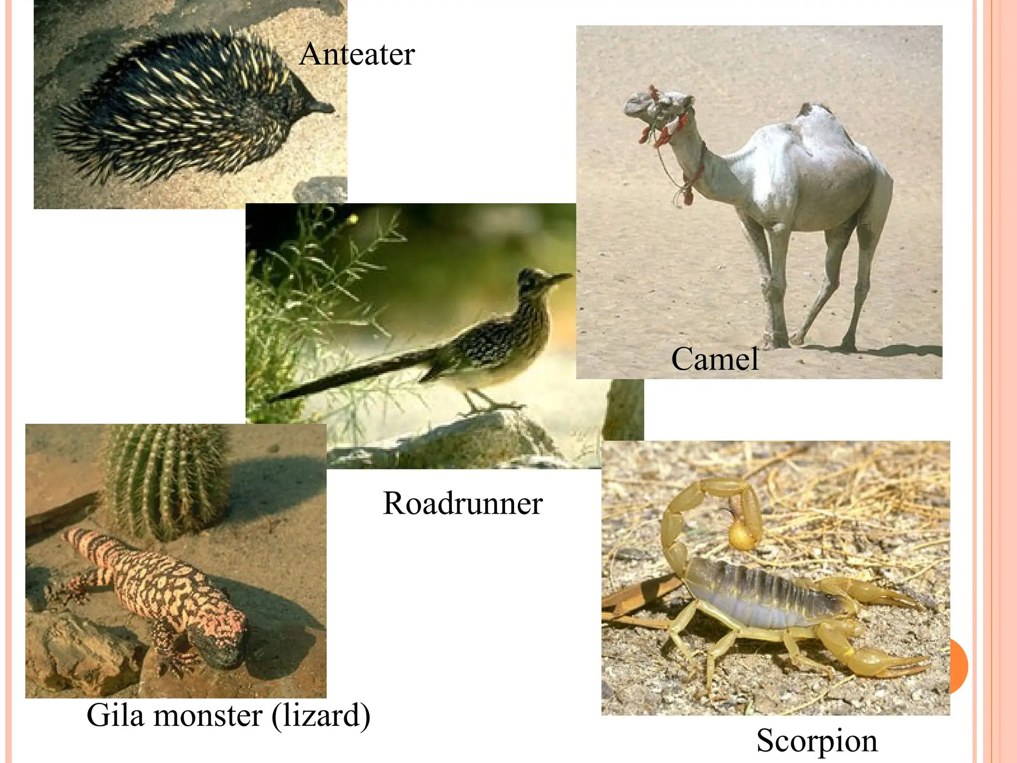 Roadrunner
Anteater
Scorpion
Gila monster (lizard)
Camel
 