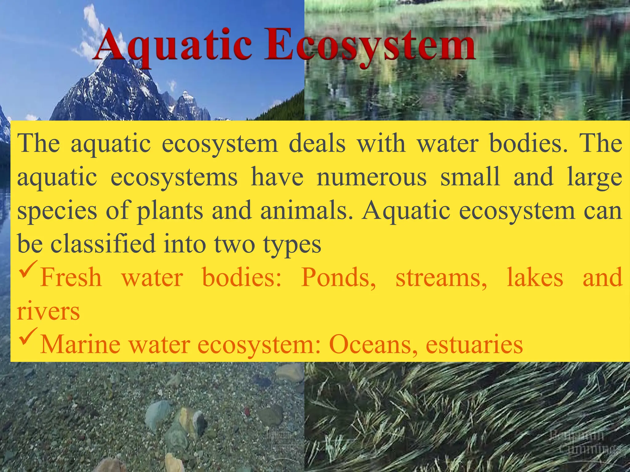 The aquatic ecosystem deals with water bodies. The
aquatic ecosystems have numerous small and large
species of plants and animals. Aquatic ecosystem can
be classified into two types
Fresh water bodies: Ponds, streams, lakes and
rivers
Marine water ecosystem: Oceans, estuaries
 