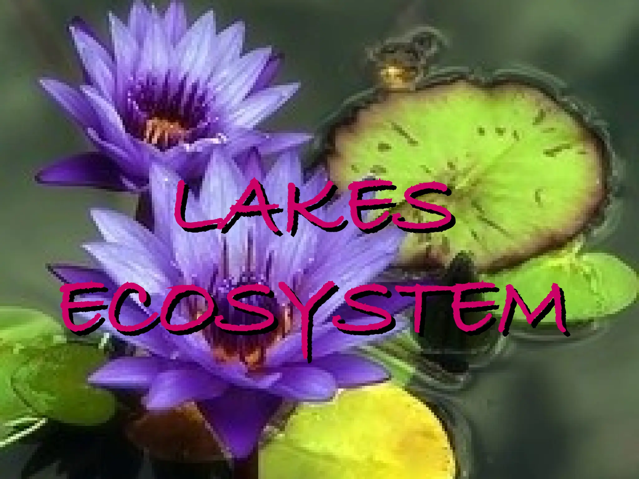 LAKES
LAKES
ECOSYSTEM
ECOSYSTEM
 
