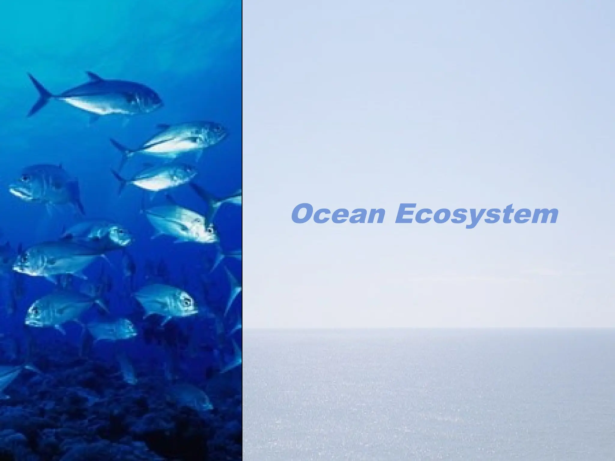 Ocean Ecosystem
 