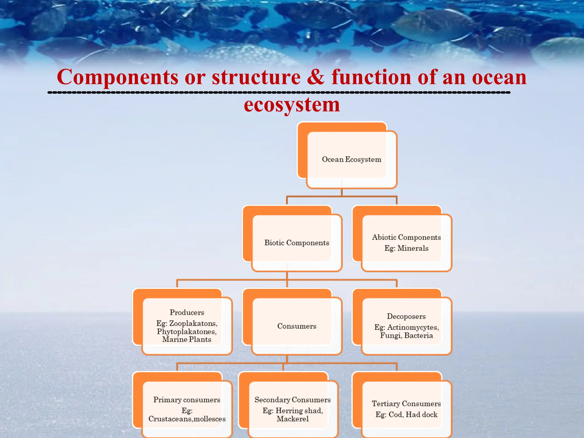 Components or structure & function of an ocean
ecosystem
 