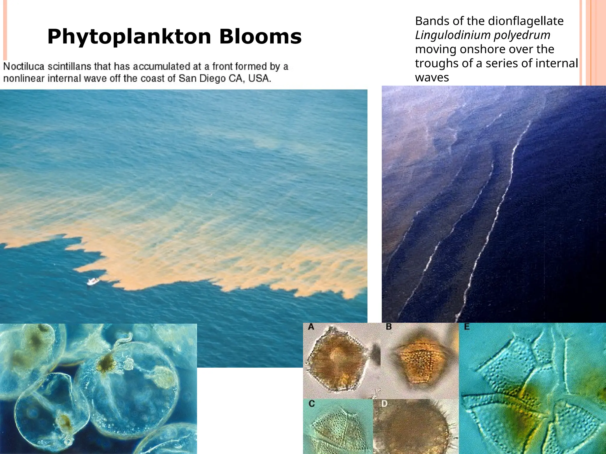 Phytoplankton Blooms
Bands of the dionflagellate
Lingulodinium polyedrum
moving onshore over the
troughs of a series of internal
waves
 